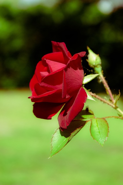 Free Rose Roses photo and picture