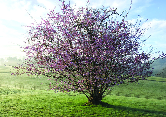 Free Spring Flower photo and picture