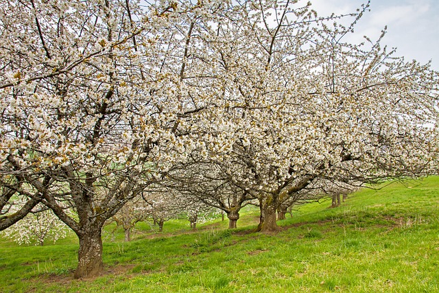Chea Tree Cherry Tree High-Stem - Free photo on Pixabay