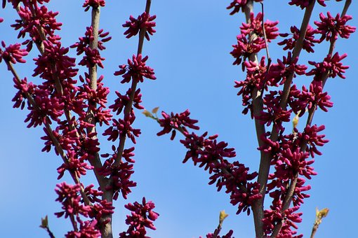 Judas Boom, Chinese Judasboom, Blossom