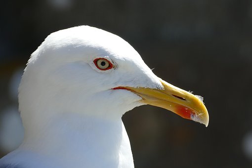 Free Animal Close Up photo and picture