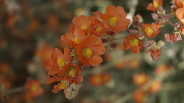 Free Orange Flower photo and picture
