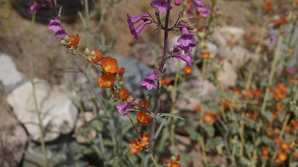 Free Orange Purple photo and picture