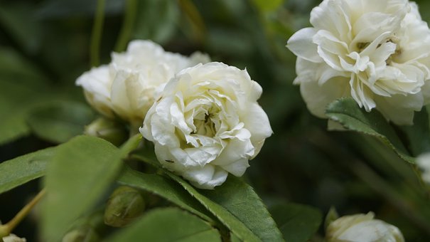 Free White Beautiful Flowers photo and picture