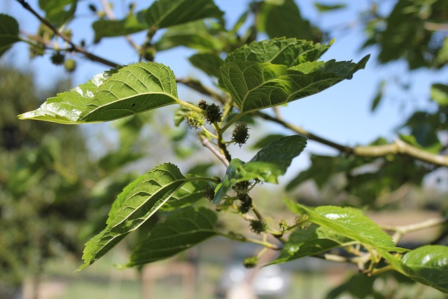 Free Morus Alba Tree photo and picture