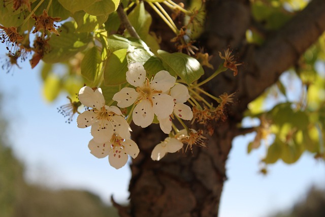 Free Tree Flower photo and picture
