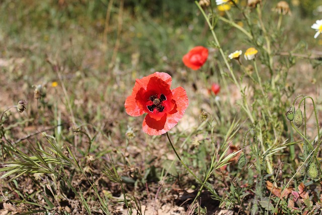 Free Poppy Flower Wallpaper photo and picture