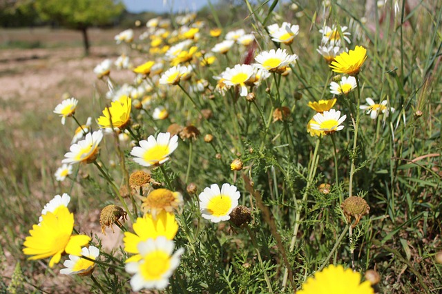 Free Daisies Garden photo and picture