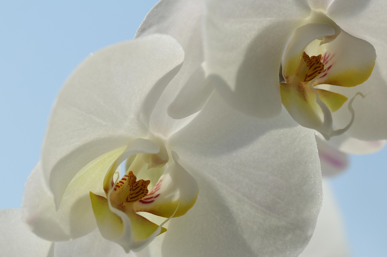 orchid, white, flower wallpaper, yellow, macro, tropical, flowers, nature, flora, butterfly orchid, indoor plant, beautiful flowers, flower background, exotic, phalaenopsis