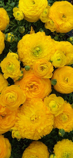 Free Flower Spring Flowers photo and picture