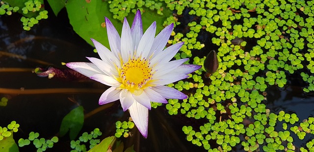 Free Water Lily Nature photo and picture