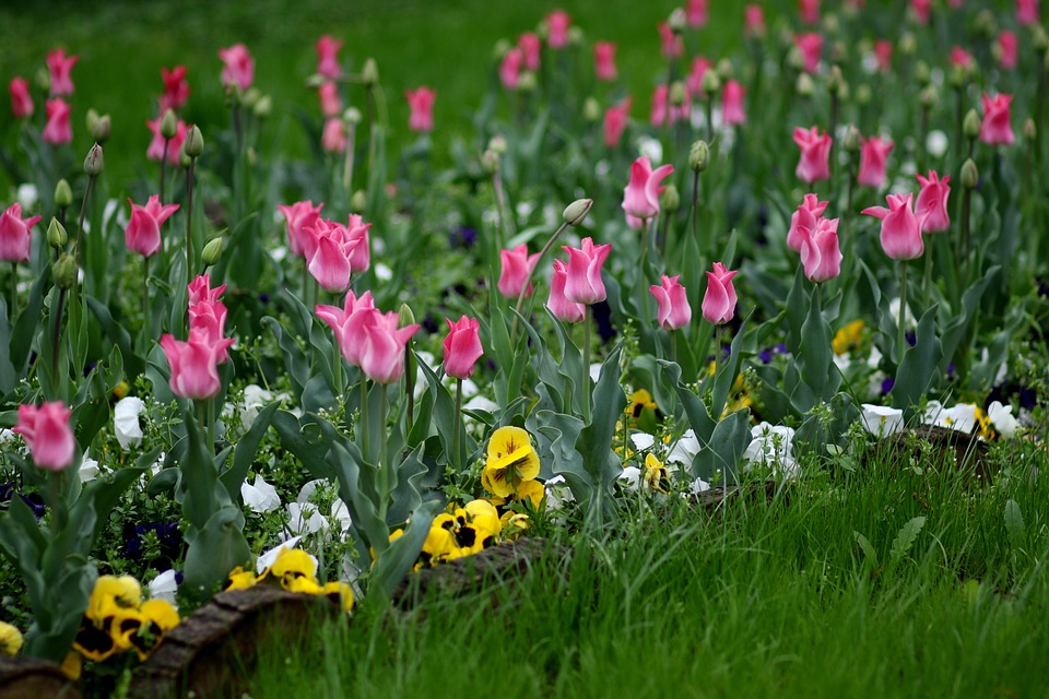 tulipanes rosa para colorear foto gratis en pixabay tulipanes para colorear