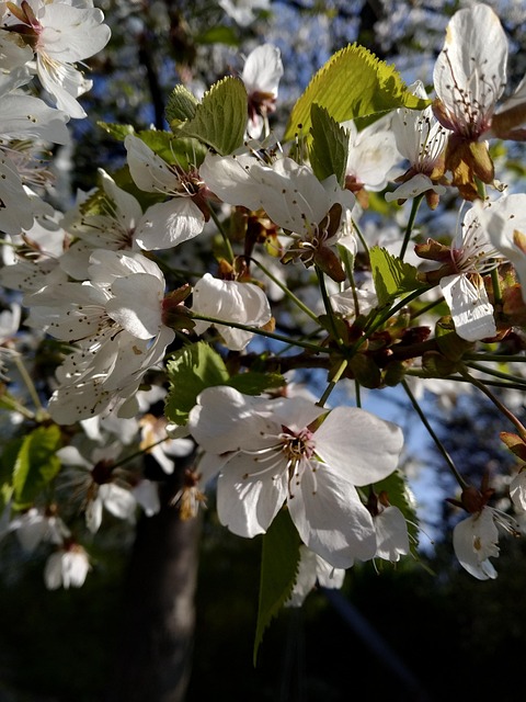 Free Nature Bush photo and picture