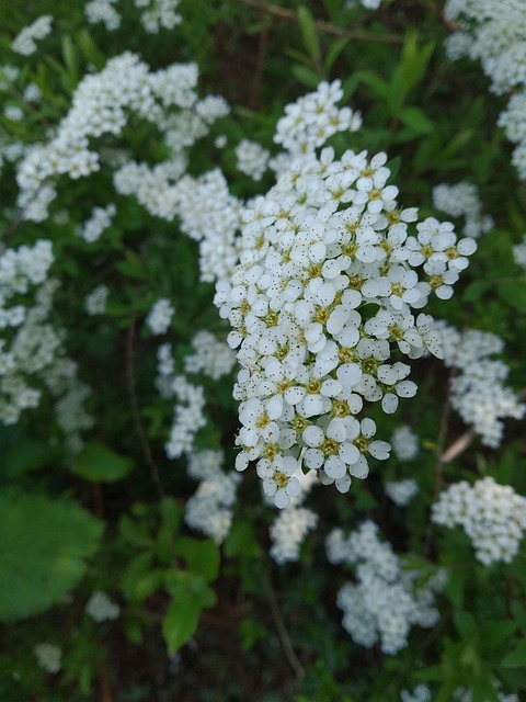 Free Nature Bush photo and picture