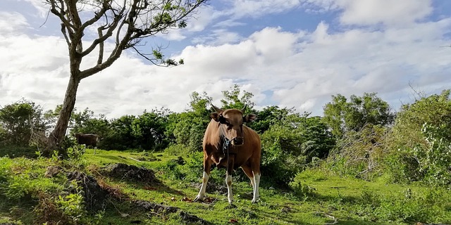 Free Cow Bull photo and picture