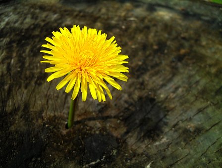 Free Dandelion Taraxacum photo and picture