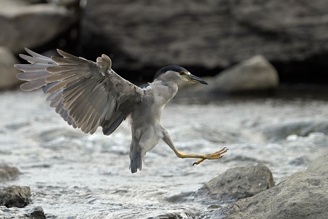 Free Heron Animal photo and picture