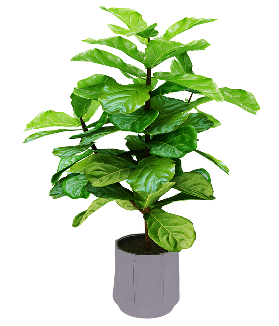 Plante, Grøn, Natur, Blade
