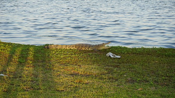 Krokodil, Laguna, Natur