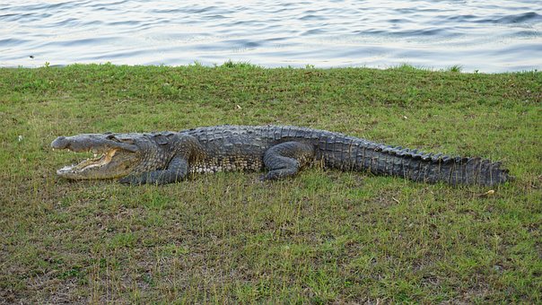 Krokodil, Natur, Tiere, Amphibische