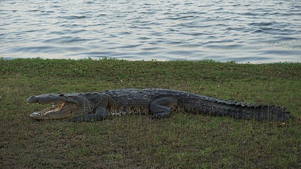 Krokodil, Natur, Tiere, Räuber