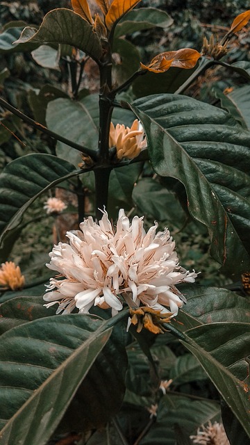 Kaffee, Blatt, Blumen, Grün, Filter