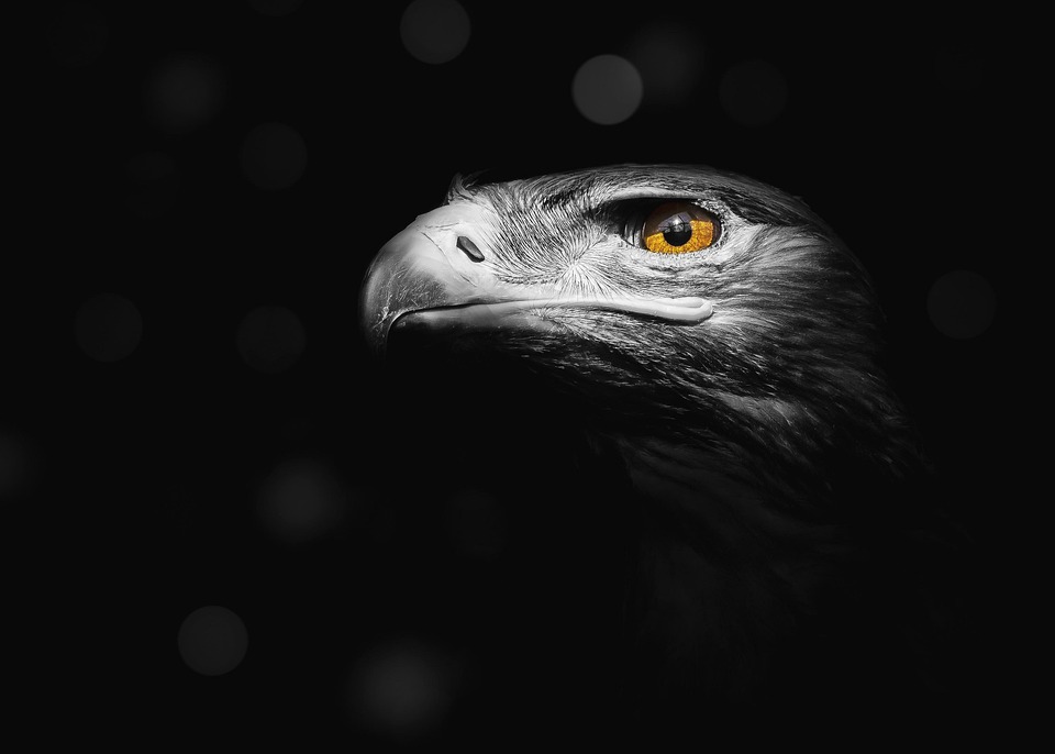 Eagle Sample Eagle Bird Nature - Free photo on Pixabay