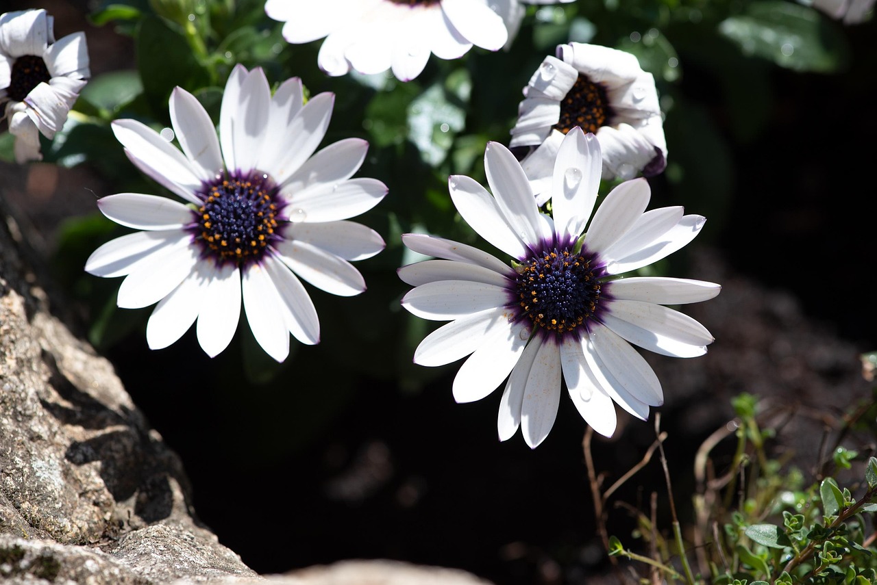 Fleur En Céramique Déco Jardin