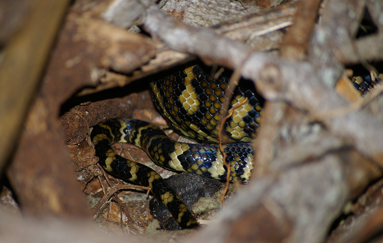 Carpet Python Snake - Free photo on Pixabay - Pixabay