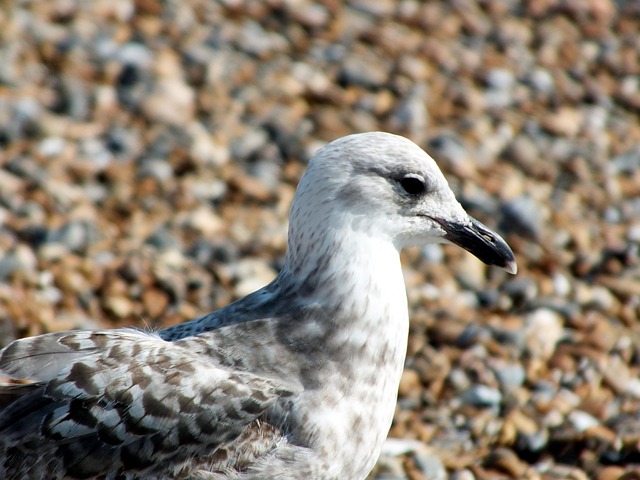 Free Möve Sea photo and picture