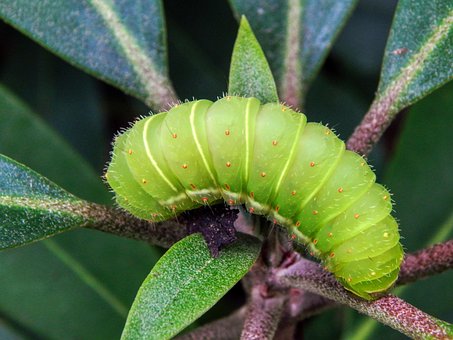 以上の無料芋虫 キャタピラー画像