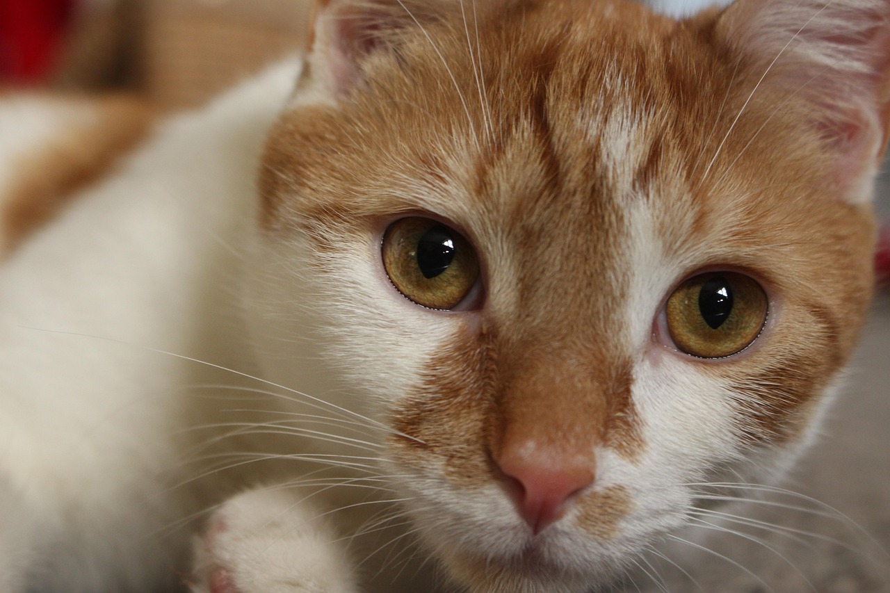 Gato Gatito Naranja Foto gratis en