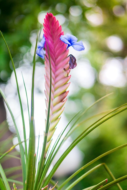 Free Flore Flower photo and picture