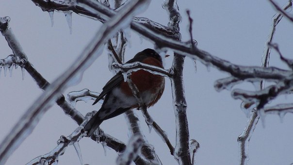 Glazuur, Winter, Vogel, Bevroren