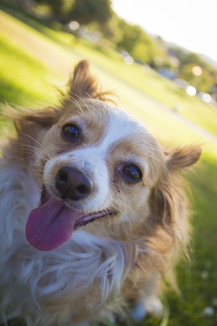 Free Chihuahua Dog photo and picture