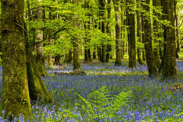 Bosque, Naturaleza, Resto, Picnic