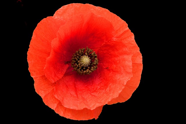 Amapola, Flor, El Verano, Rojo