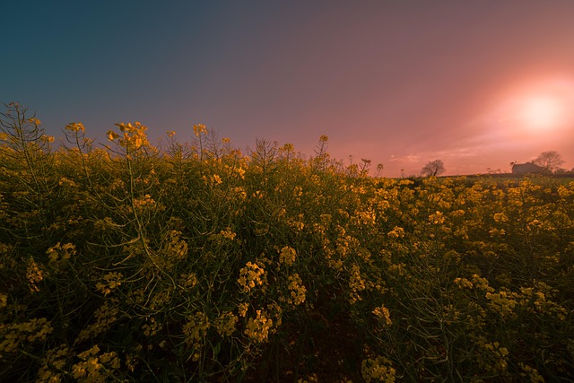 Colza, Prado, Campo, Paisaje, Amarillo