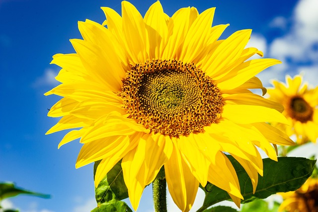 Girasol, Flor, El Verano, Flores