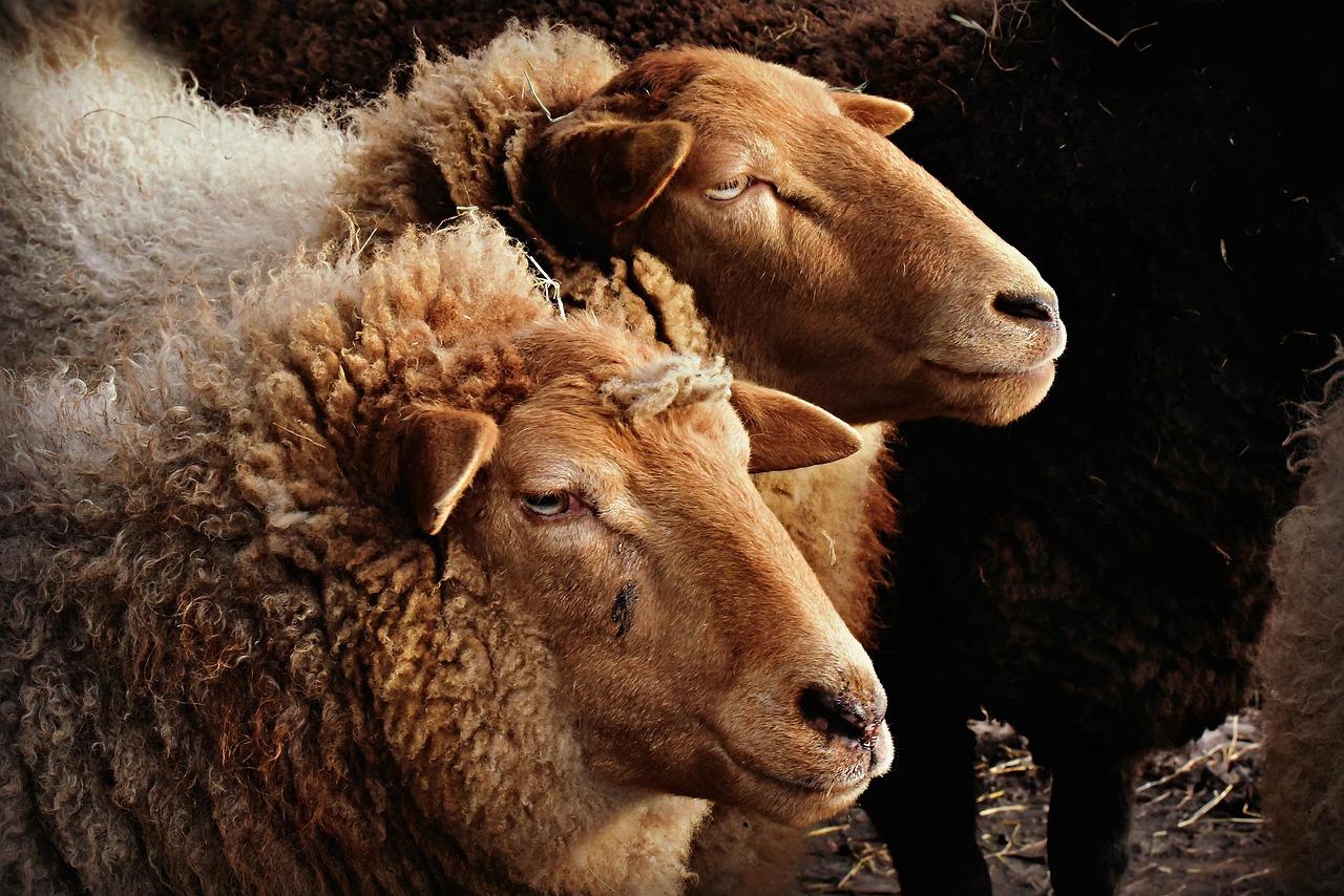 Sheep Animal Ruminant - Free photo on Pixabay - Pixabay