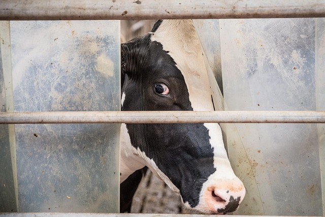 Free Beef Milk Cow photo and picture