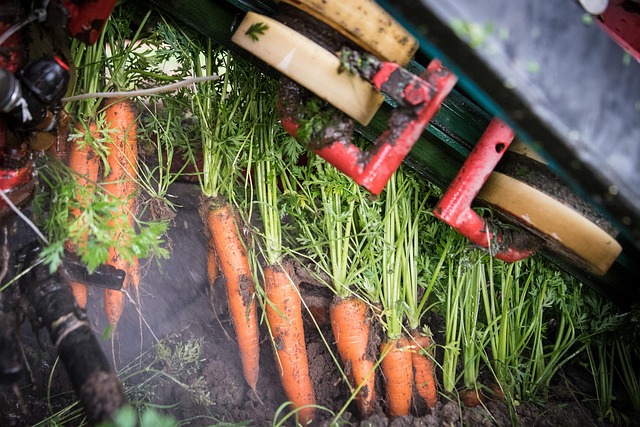 Free Carrots Carrot Field photo and picture