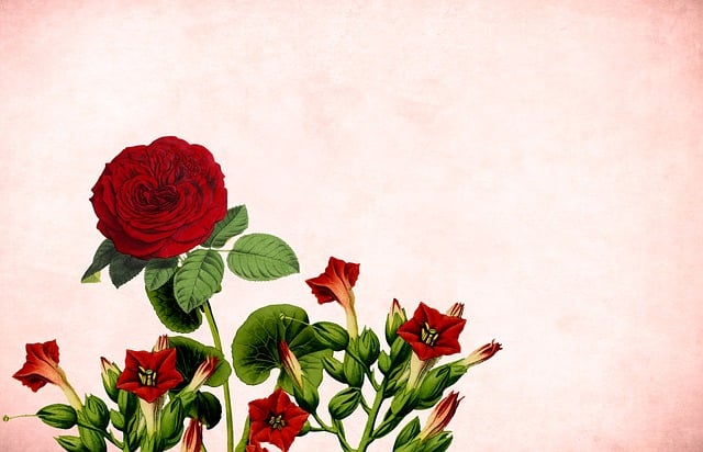 Free flower floral red illustration
