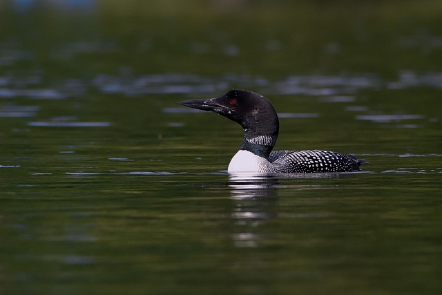 Free Loon Water photo and picture