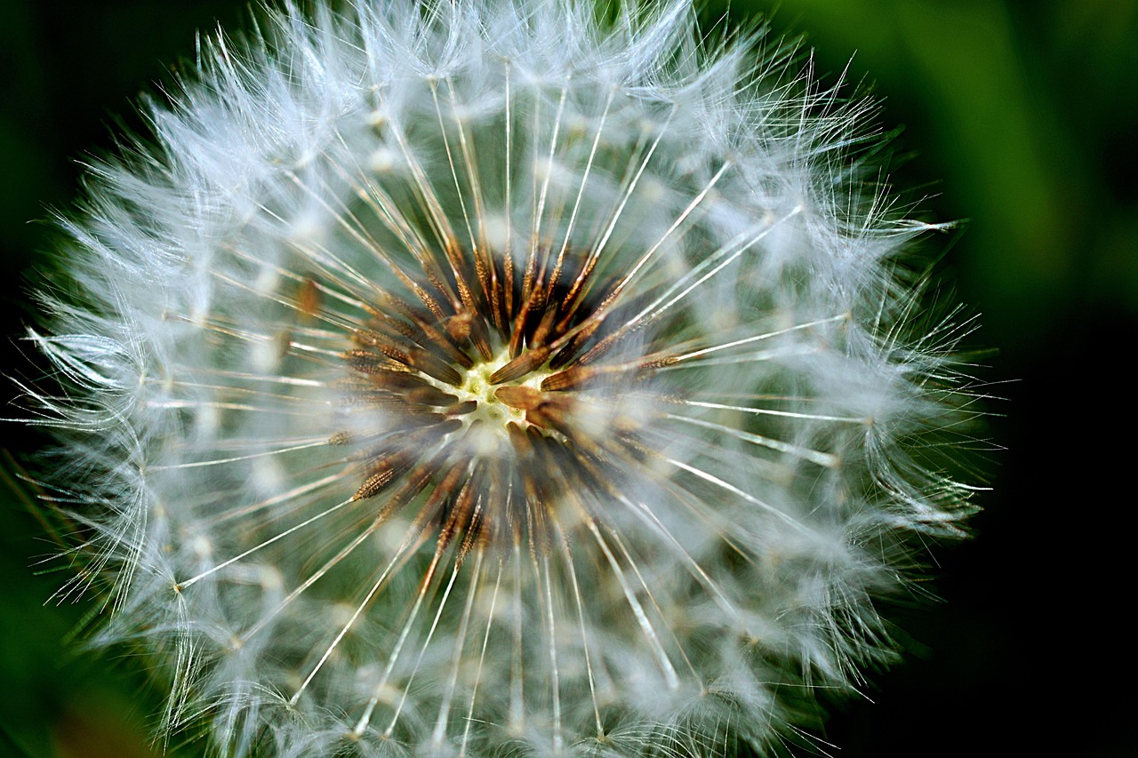 10+ Free Wind Pollination & Nature Images - Pixabay