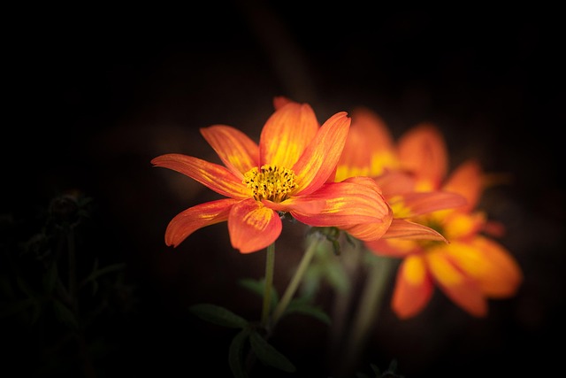 Fleur Fleurs Orange - Photo gratuite sur Pixabay - Pixabay