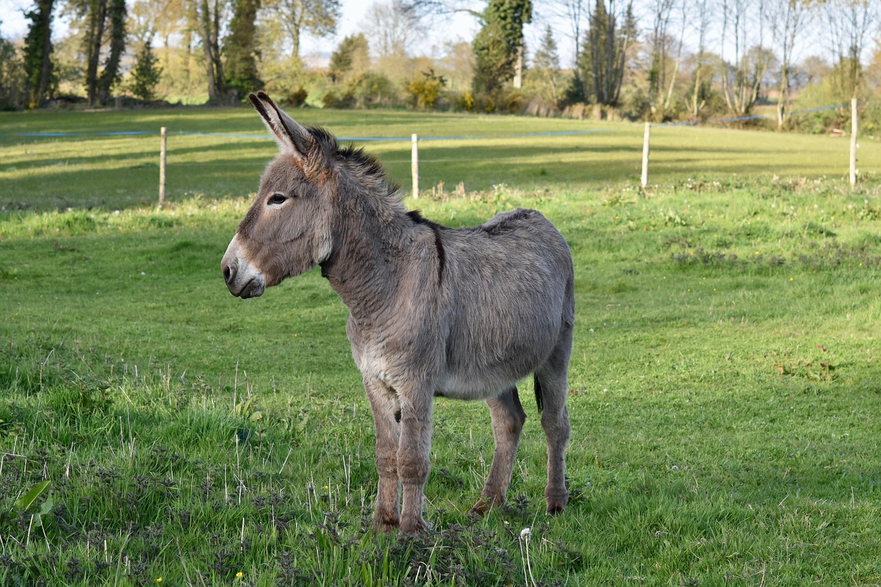 2 000 Free Donkey Ass Donkey Images Pixabay 2 000 Free Donkey Ass Donkey Images Pixabay