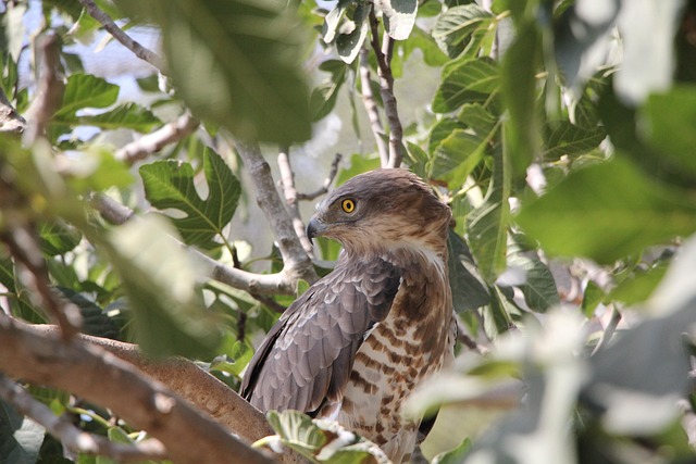 Faucon, Oiseau, Natureza, Raptor