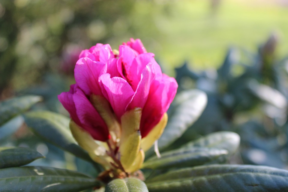 Spring Bud Rhododendron To - Free photo on Pixabay - Pixabay