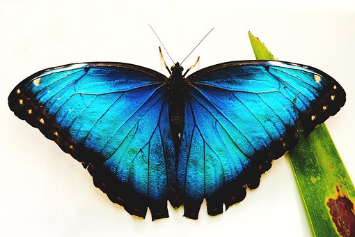 Sommerfugl, Blå, Insekter, Sommerfugle
